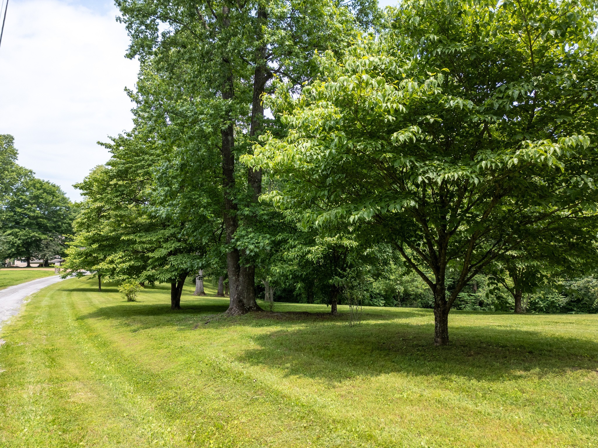 0 Lafever Ridge Road Silver Point, TN 38582 - Photo 4 of 13 a view of a tree in a yard