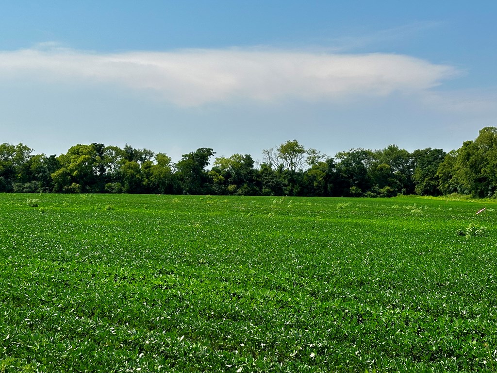 2.61-acres Burdeshaw Road Dothan, AL 36301 - Photo 6 of 8