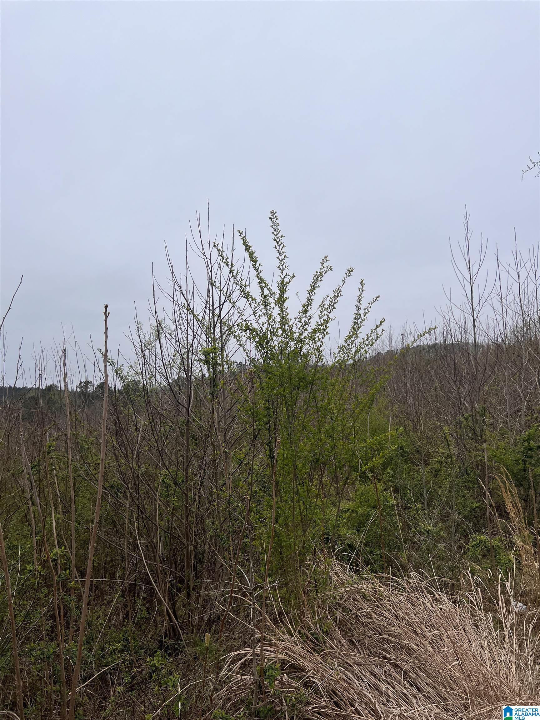 16188 Highway 46, Unit 33 ACRES Ranburne, AL 36273 - Photo 6 of 6