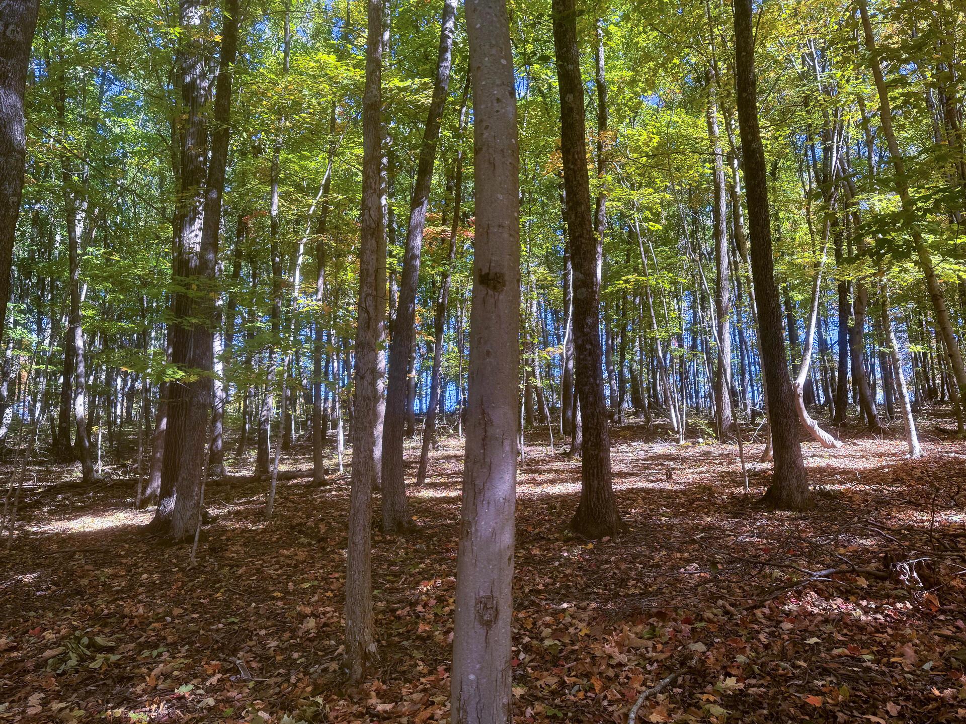 0 Easterday Road, Unit TRACT 8 AT EASTERDAY WOODS) Chillicothe, OH 45601 - Photo 10 of 24 CT-10