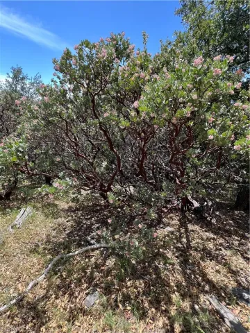 a view of a forest with a forest