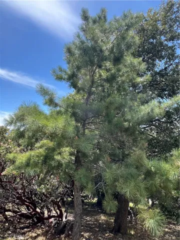 a view of a plants with a bench