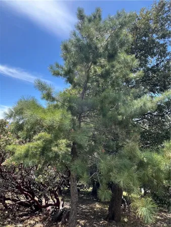a view of a forest with a forest