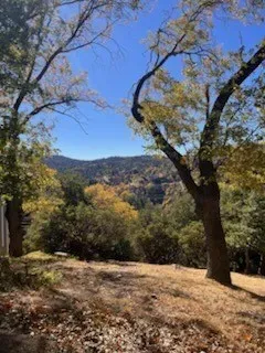 a view of a yard with a tree