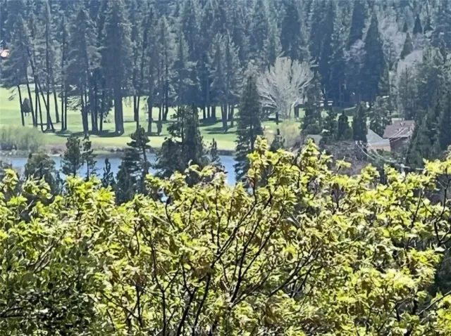 a view of a tree in the middle of a yard