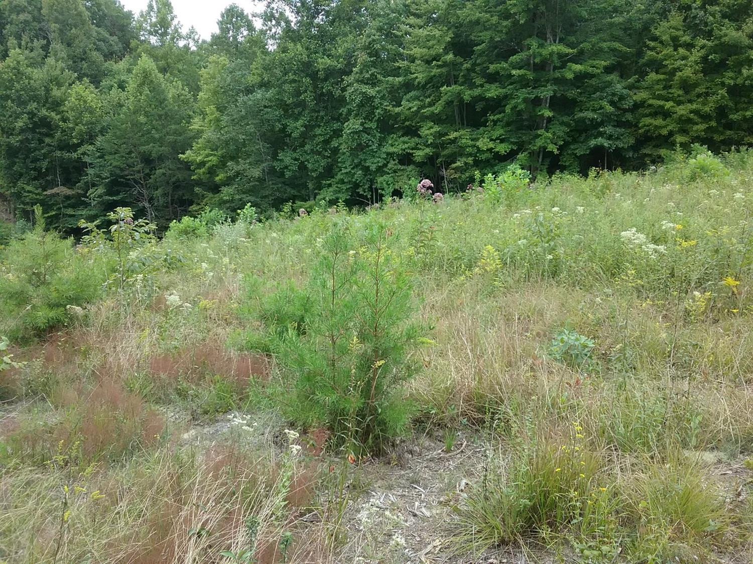 9999 Galimore Road Pine Knot, KY 42635 - Photo 7 of 35 Photo 7