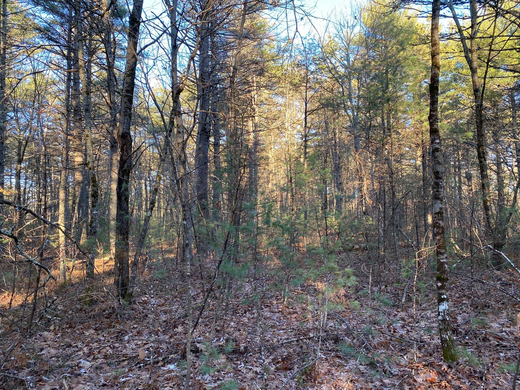 0 Cape Road Hollis Center, ME 04042 - Photo 3 of 5 IMG_8537
