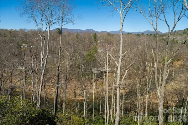 a view of a forest with a tree