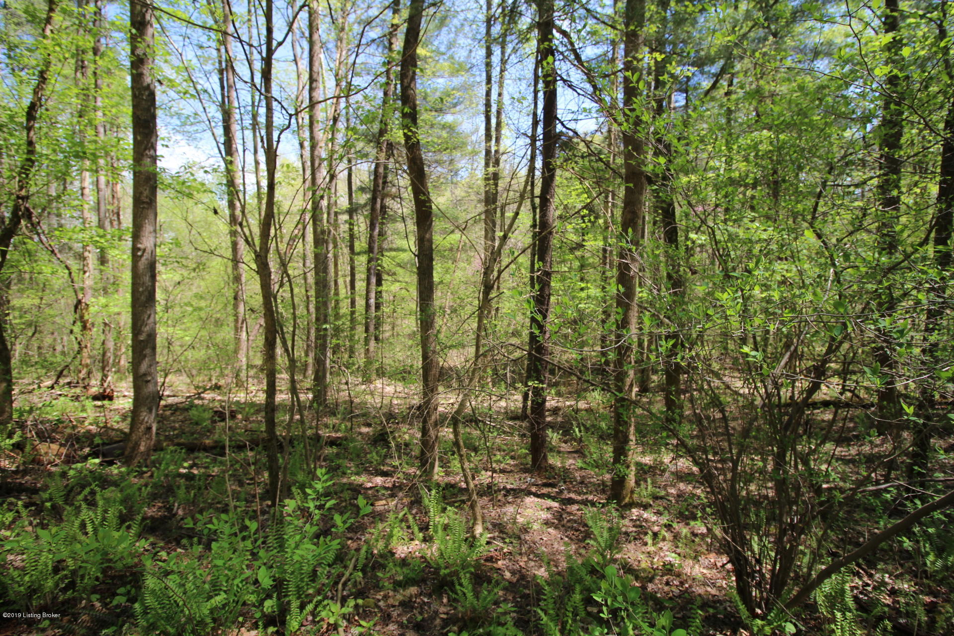 0 Lakeshore Road Leitchfield, KY 42754 - Photo 14 of 19 IMG_0104