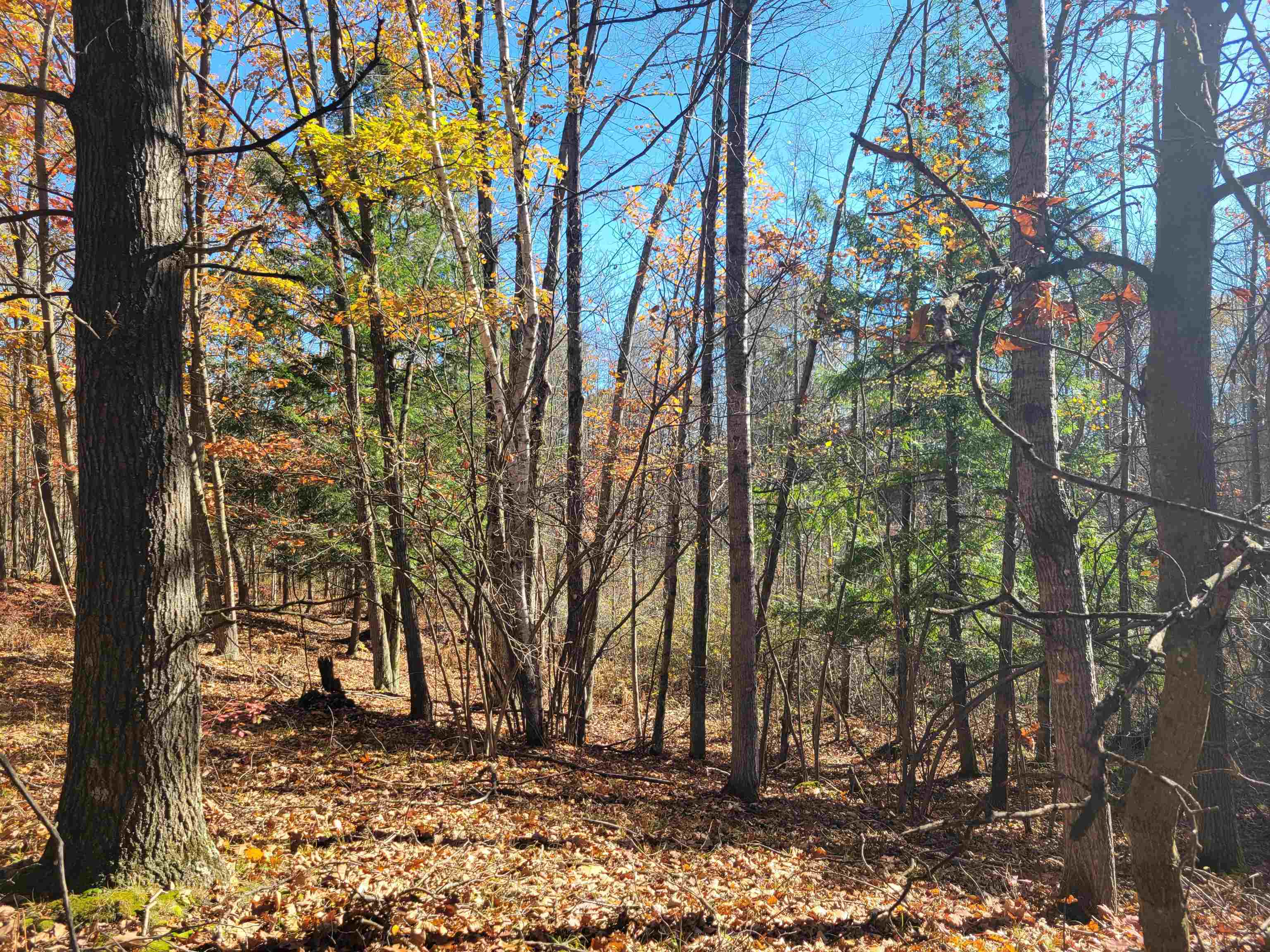 3385 Jones Road Rhodes, MI 48652 - Photo 36 of 56