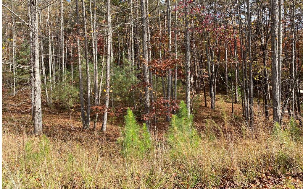 Lot 132 Fox Cove Road Blairsville, GA 30512 - Photo 2 of 35 a view of outdoor space with garden