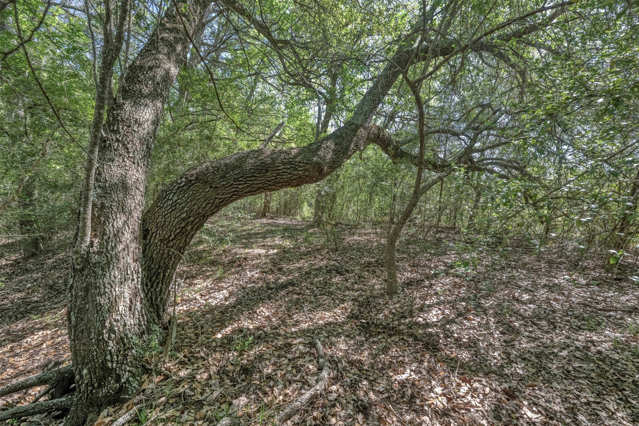 Tbd Cedar Hill Road Brenham, TX 77833 - Photo 11 of 34 a view of mountain view with lots of trees