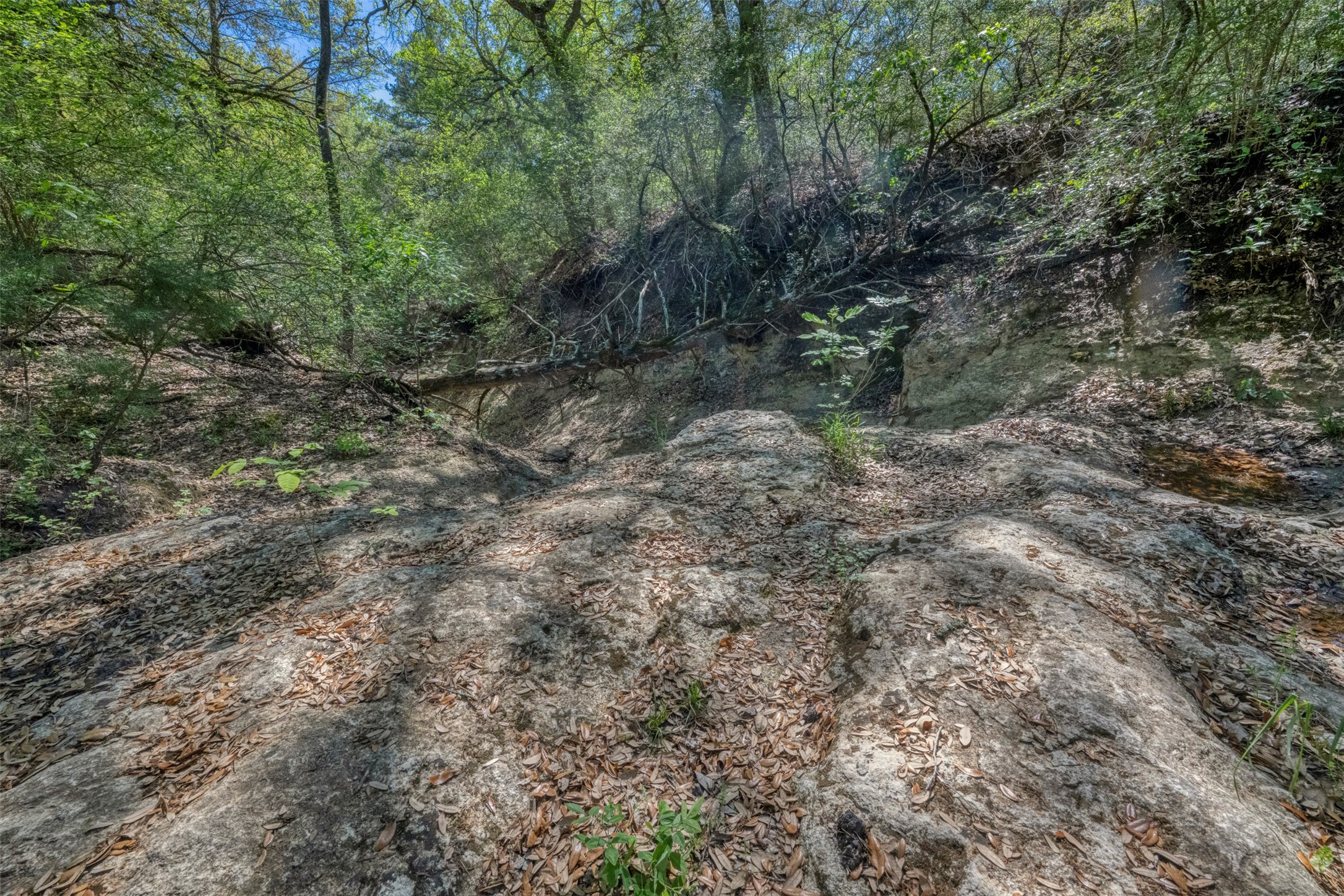 Tbd Cedar Hill Road Brenham, TX 77833 - Photo 21 of 34 a view of a forest with trees in the background