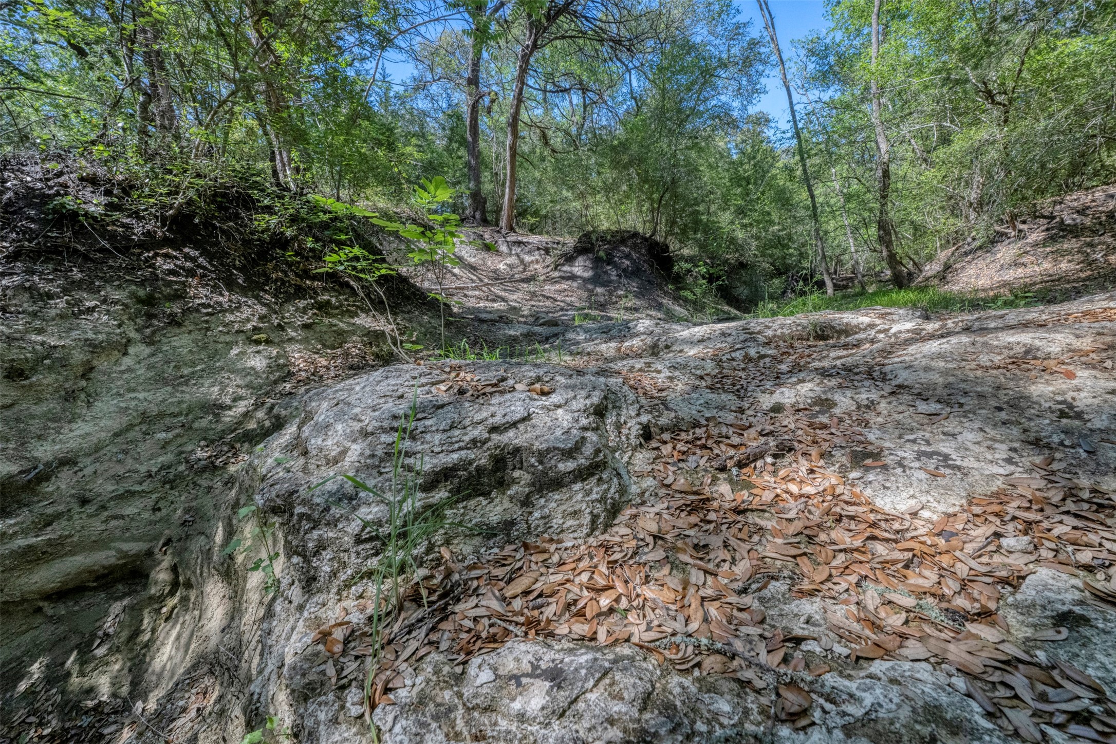 Tbd Cedar Hill Road Brenham, TX 77833 - Photo 24 of 34 a view of a forest with trees in the background