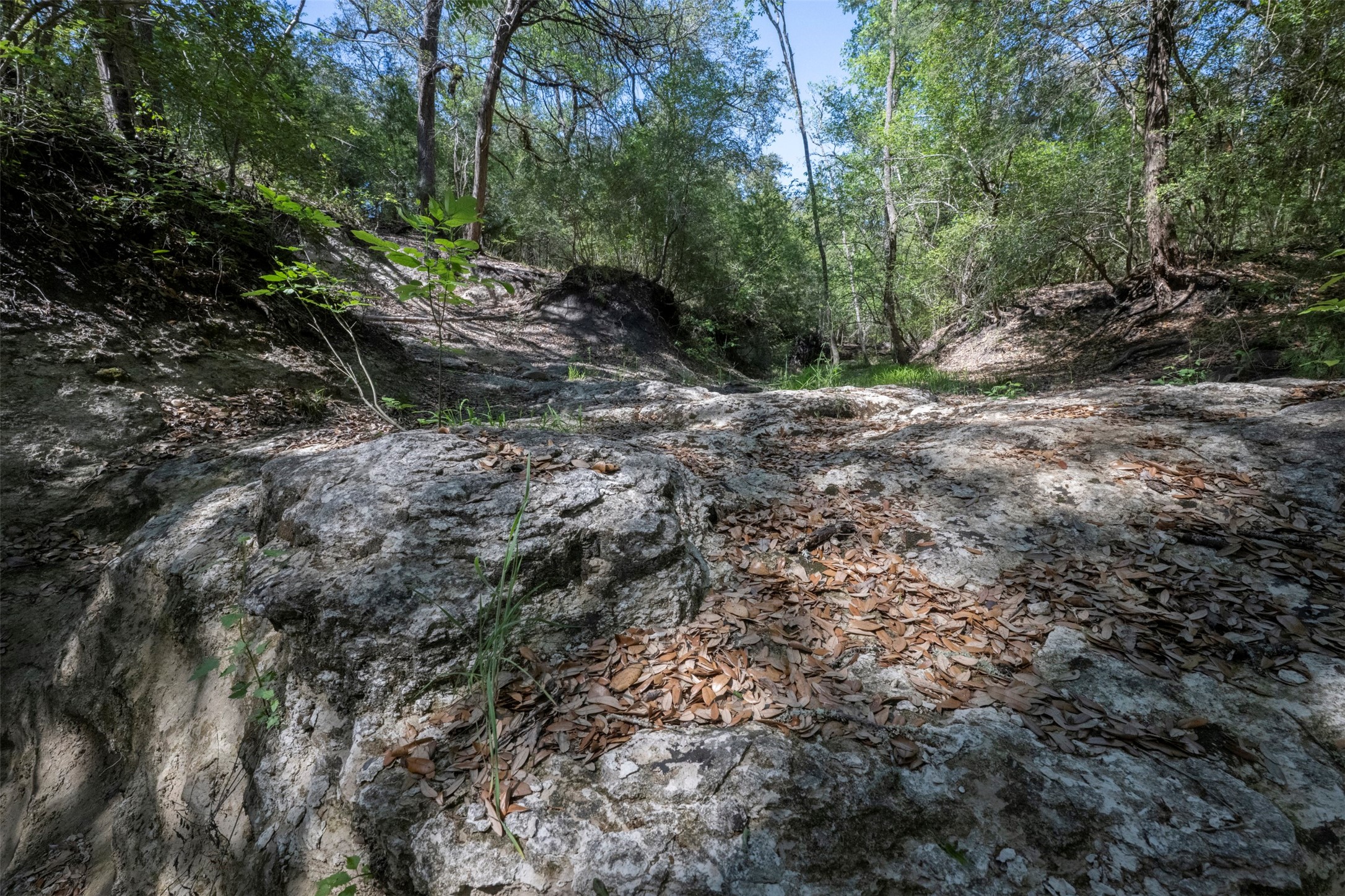 Tbd Cedar Hill Road Brenham, TX 77833 - Photo 25 of 34 a view of a forest with trees