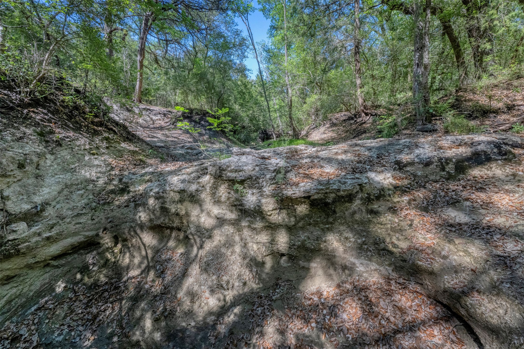 Tbd Cedar Hill Road Brenham, TX 77833 - Photo 26 of 34 a view of a forest with trees in the background