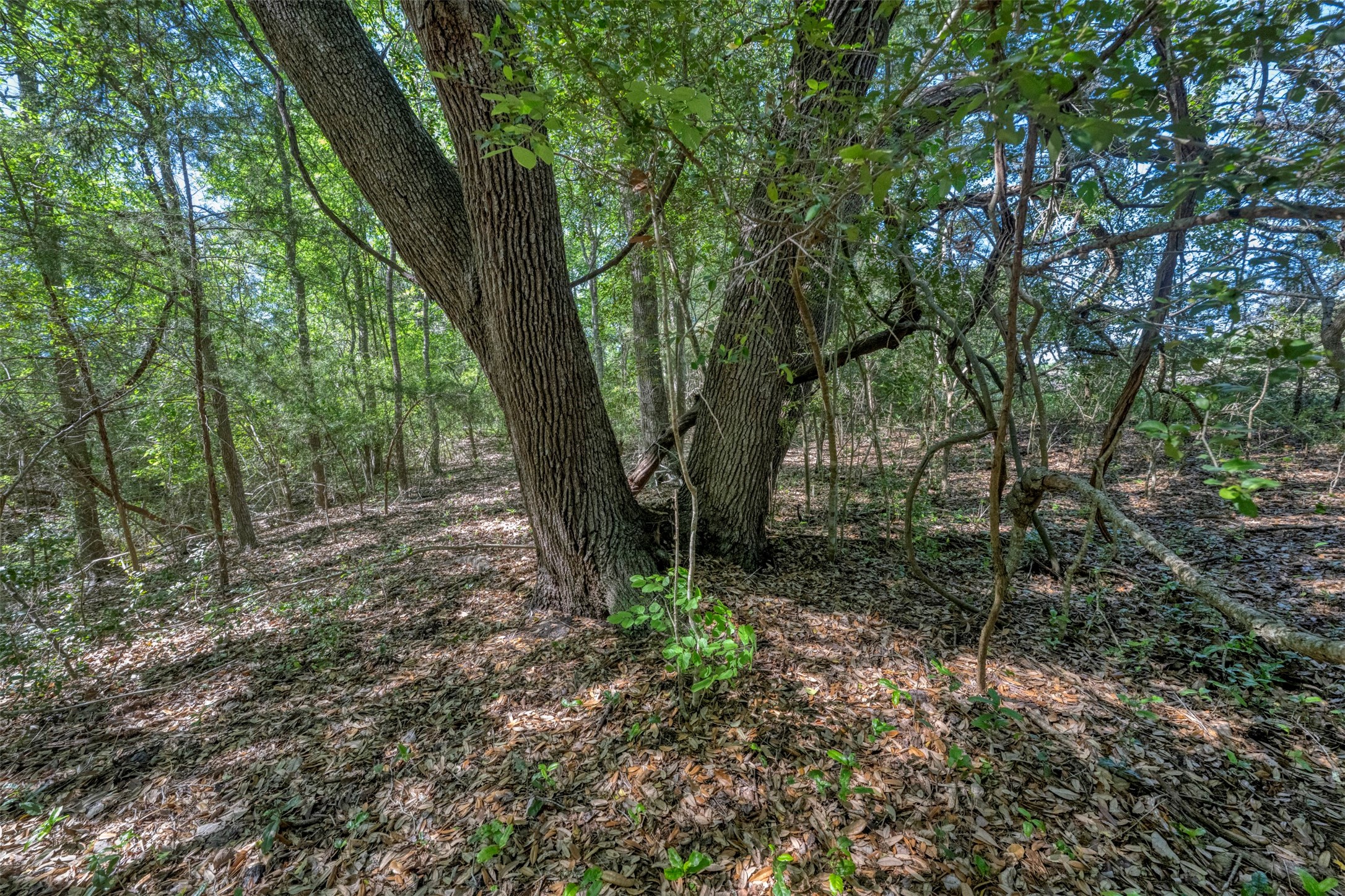 Tbd Cedar Hill Road Brenham, TX 77833 - Photo 27 of 34 a view of a forest with trees in the background