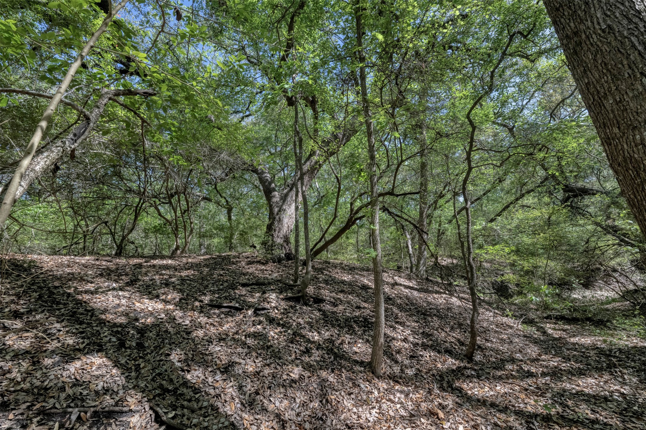 Tbd Cedar Hill Road Brenham, TX 77833 - Photo 28 of 34 a view of a yard with plants and trees