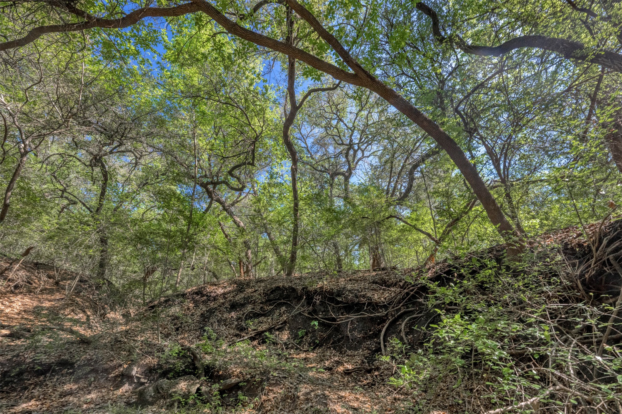 Tbd Cedar Hill Road Brenham, TX 77833 - Photo 29 of 34 a view of trees and bushes