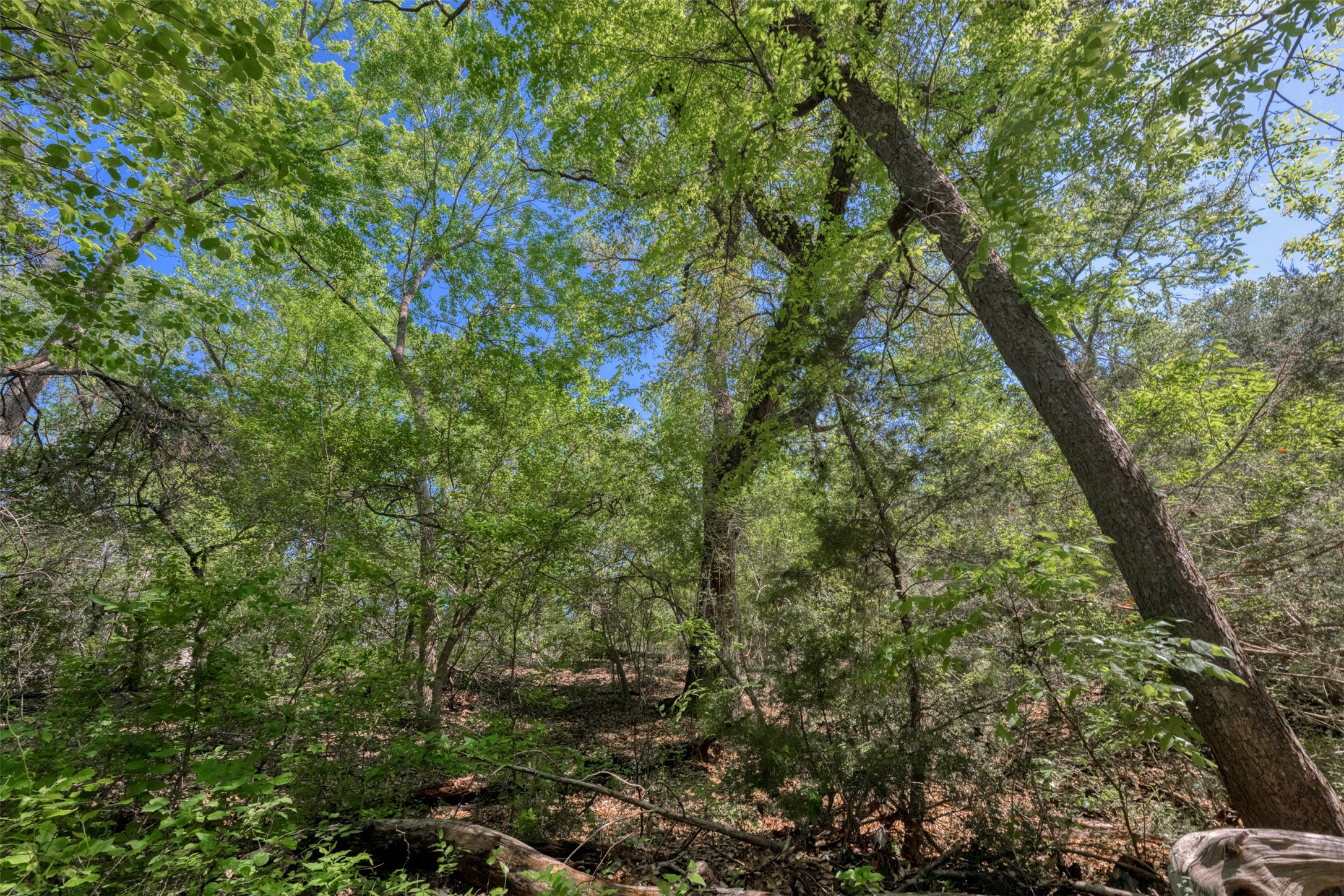 Tbd Cedar Hill Road Brenham, TX 77833 - Photo 30 of 34 a view of a forest
