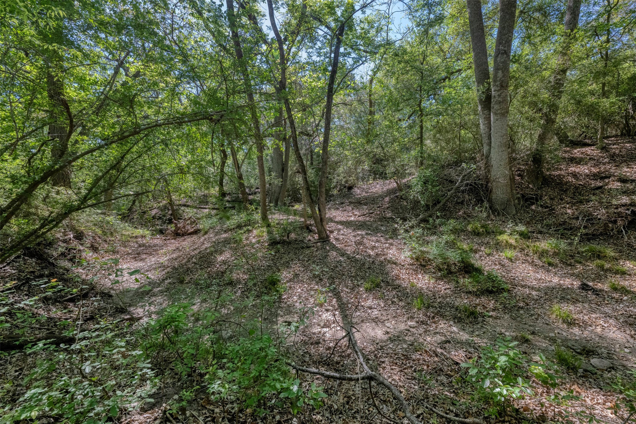 Tbd Cedar Hill Road Brenham, TX 77833 - Photo 33 of 34 a view of a forest with trees in the background
