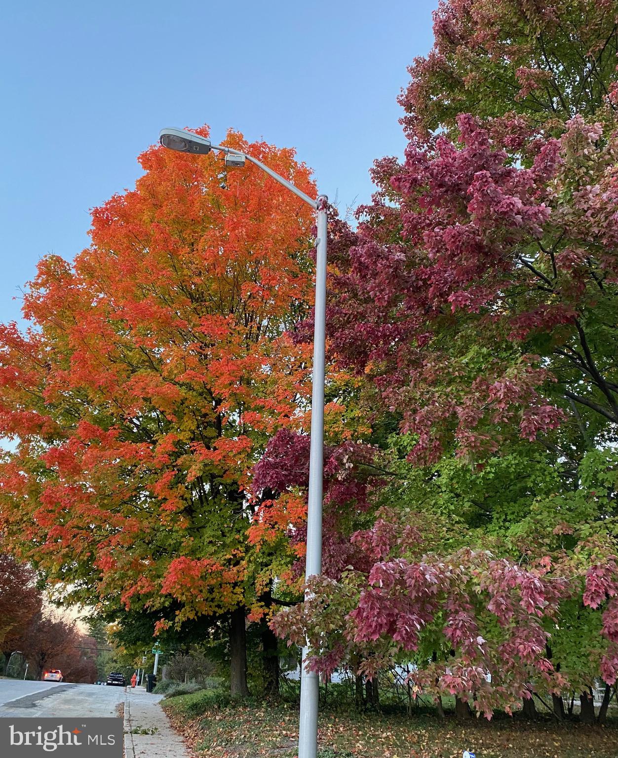 5713 Roland Avenue Baltimore, MD 21210 - Photo 29 of 29 a blue and white house with a trees in the background