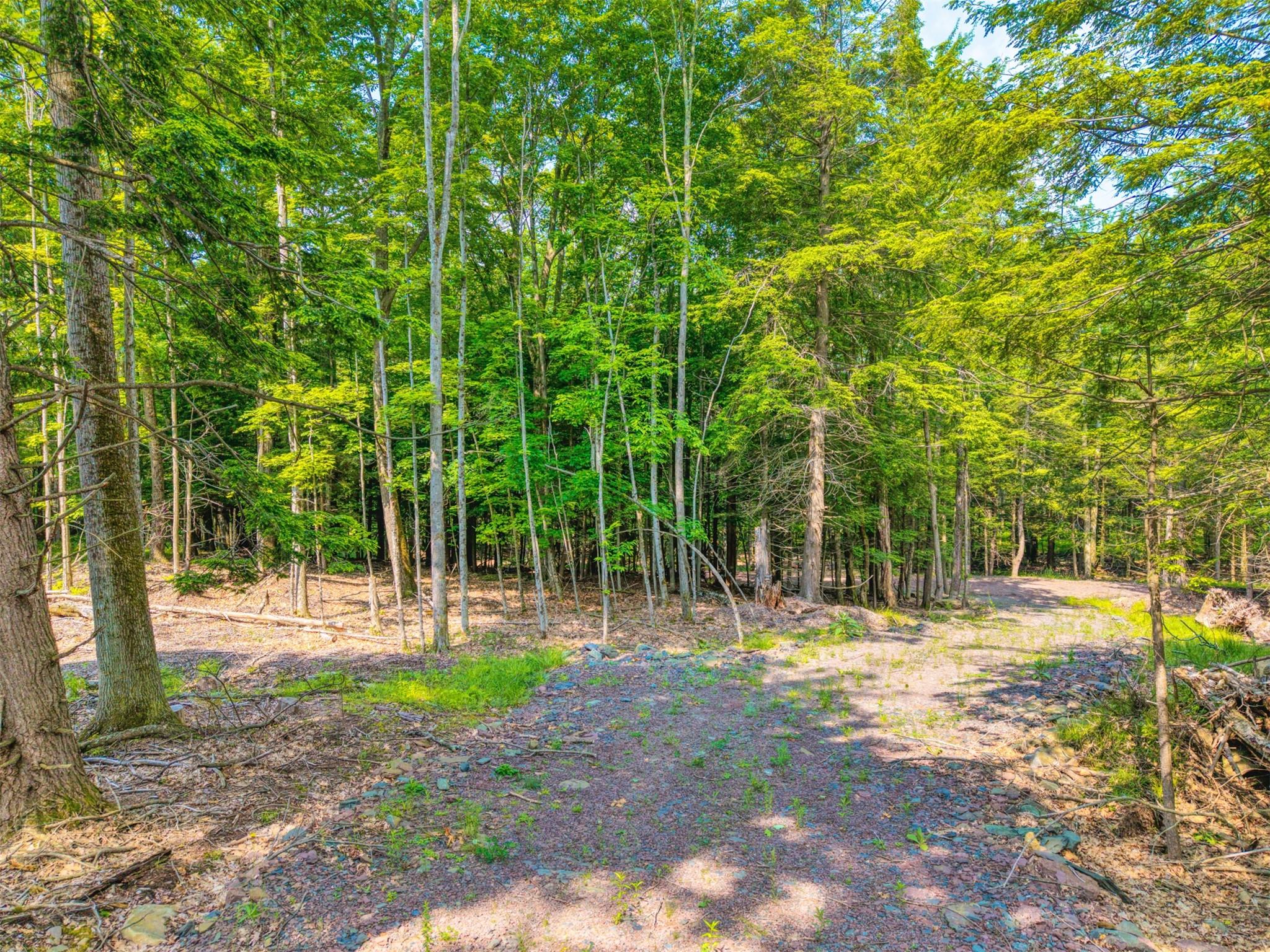 Tbd Boulder Brook Road Windham, NY 12496 - Photo 42 of 49 View of wooded area