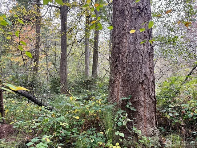 a view of a garden with a pathway
