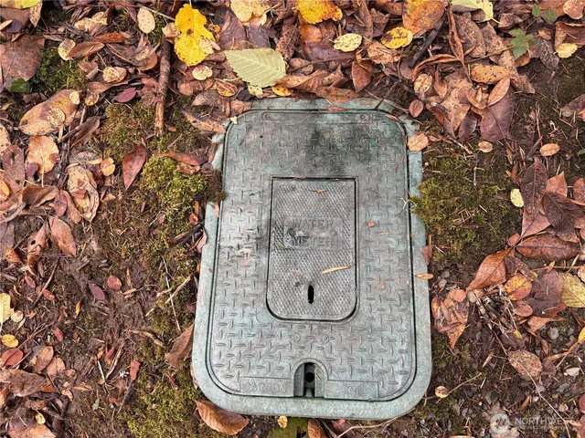 a view of a forest with a tree