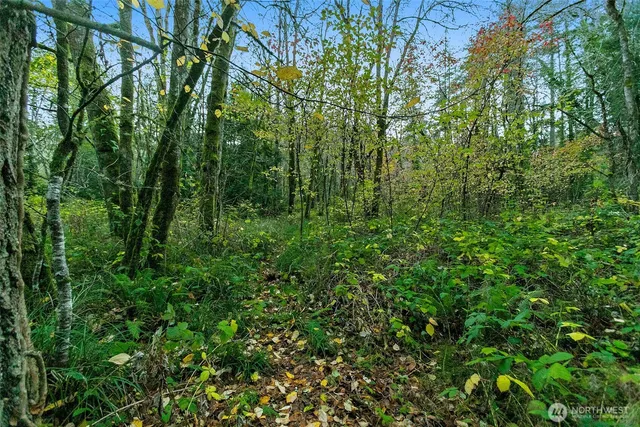 a view of a lush green forest