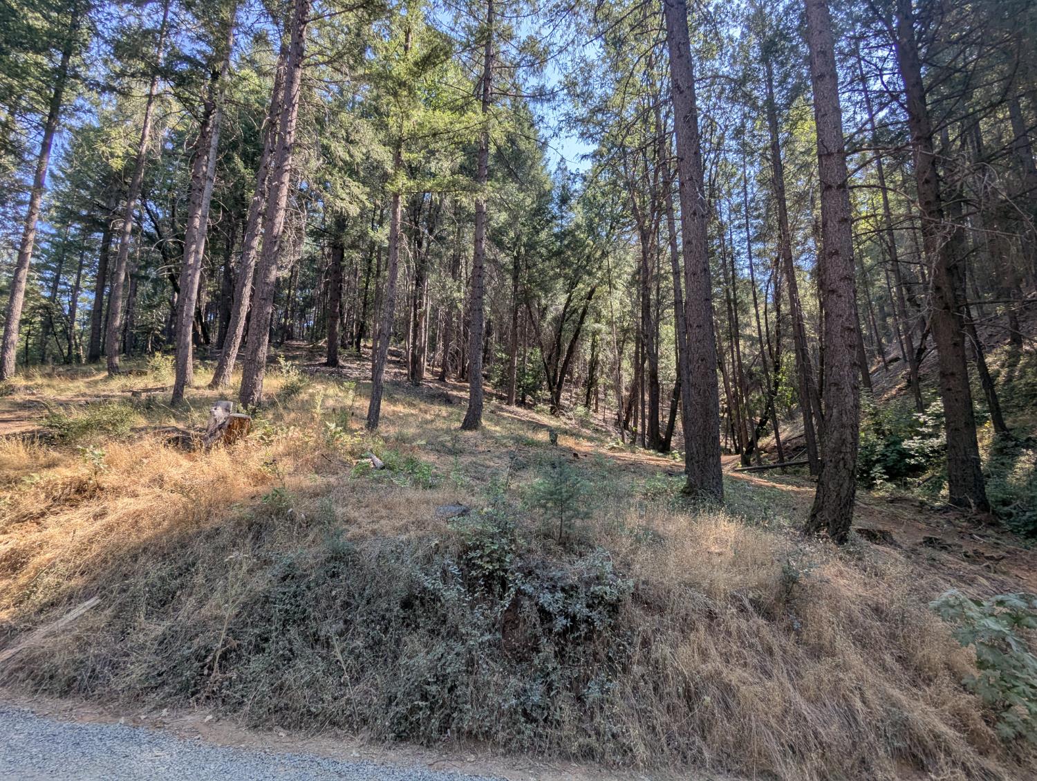 14295 Arrowhead Mine Road Grass Valley, CA 95945 - Photo 2 of 10 a view of a forest with trees in the background