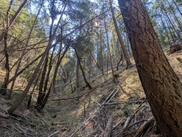 a yard with tall trees