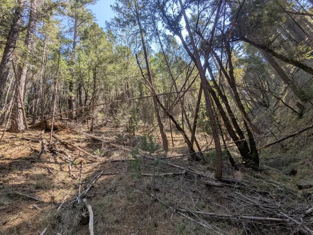 a view of covered with green space