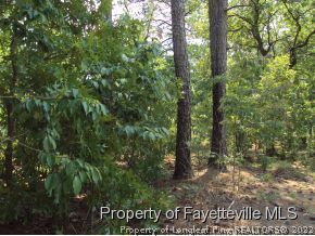 1025 Line Road Cameron, NC 28326 - Photo 3 of 8 a view of a forest that has large trees