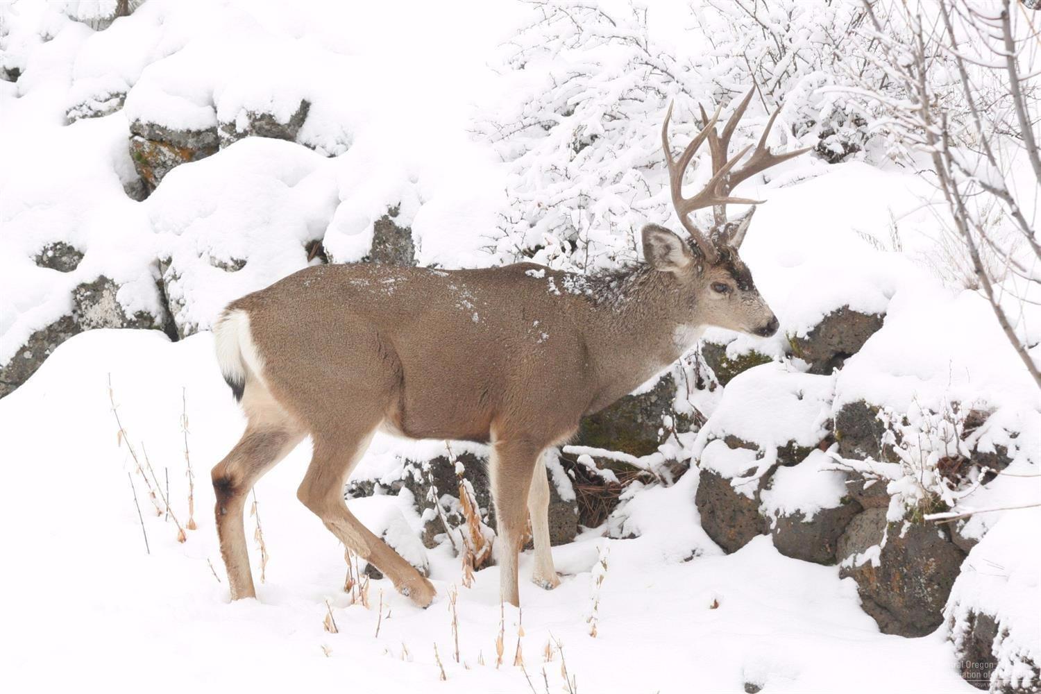 60301 Woodside Loop Bend, OR 97702 - Photo 21 of 22 Imagine Seeing this Handsome Fellow Outs