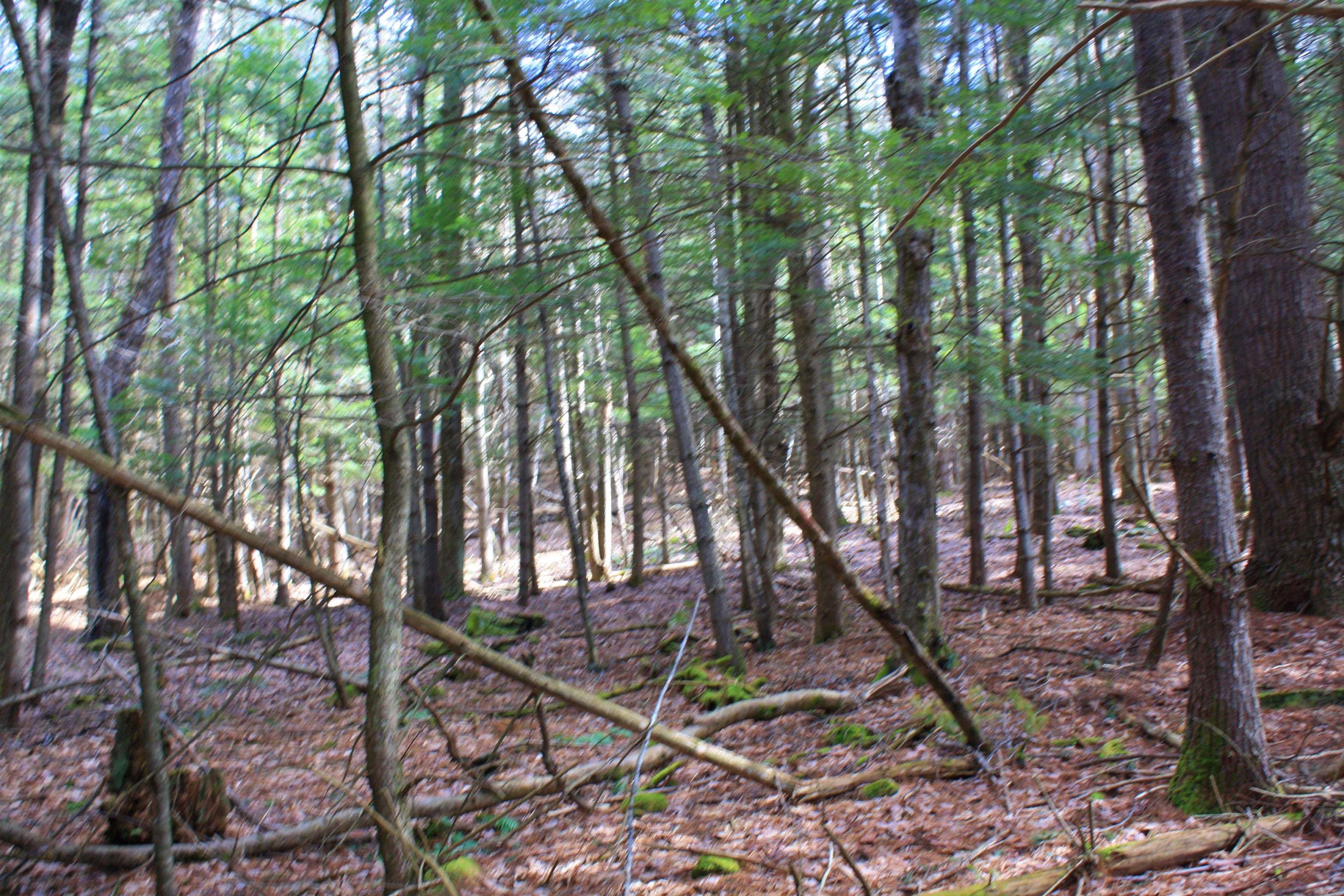 0 Bayley Way, Unit 5205 Quechee, VT 05059 - Photo 3 of 9 Gallery Image 3