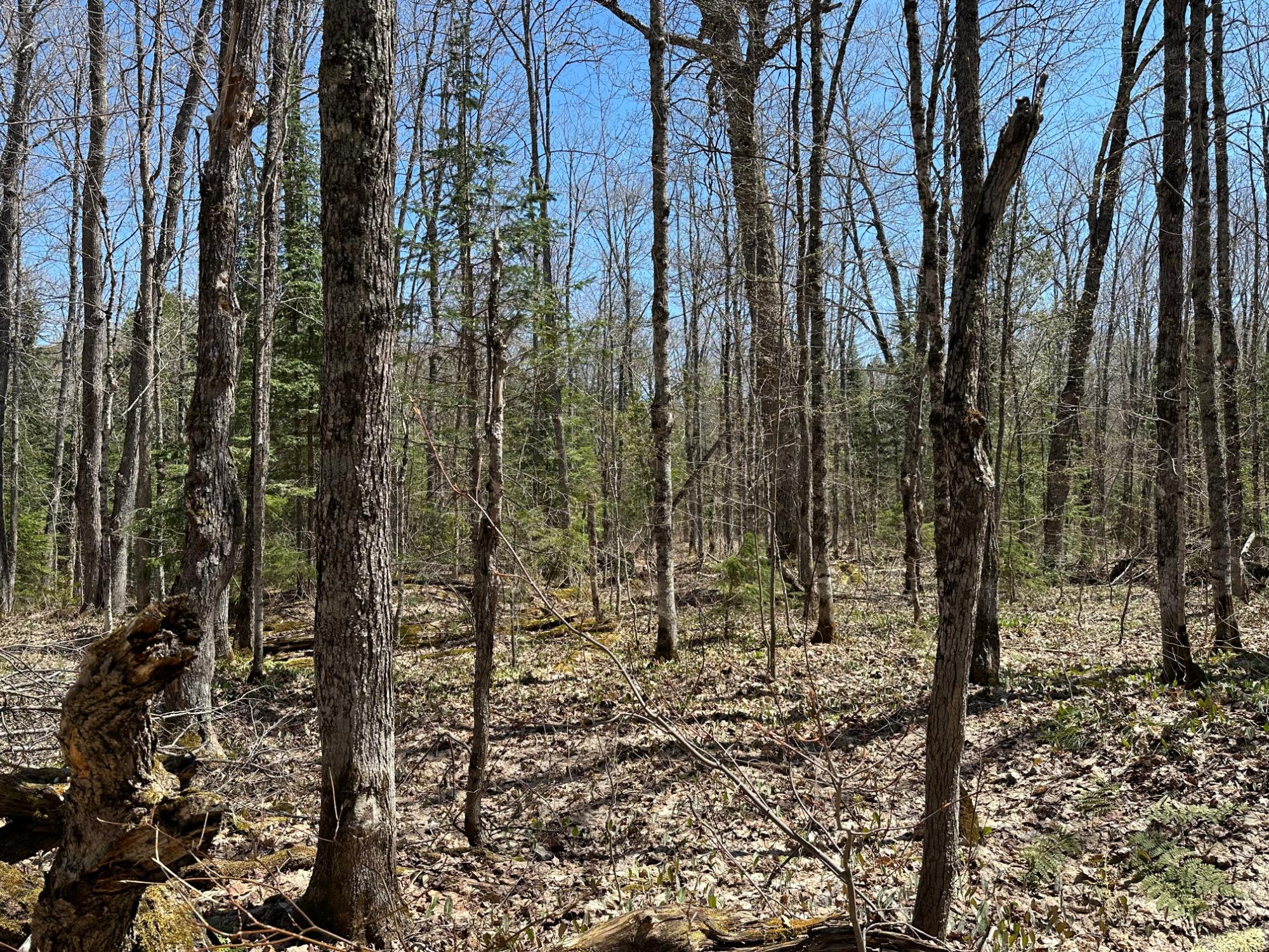 4 Rd Watersmeet Mi 49969 Road Wakefield, MI 49968 - Photo 12 of 29 Gallery Image 12