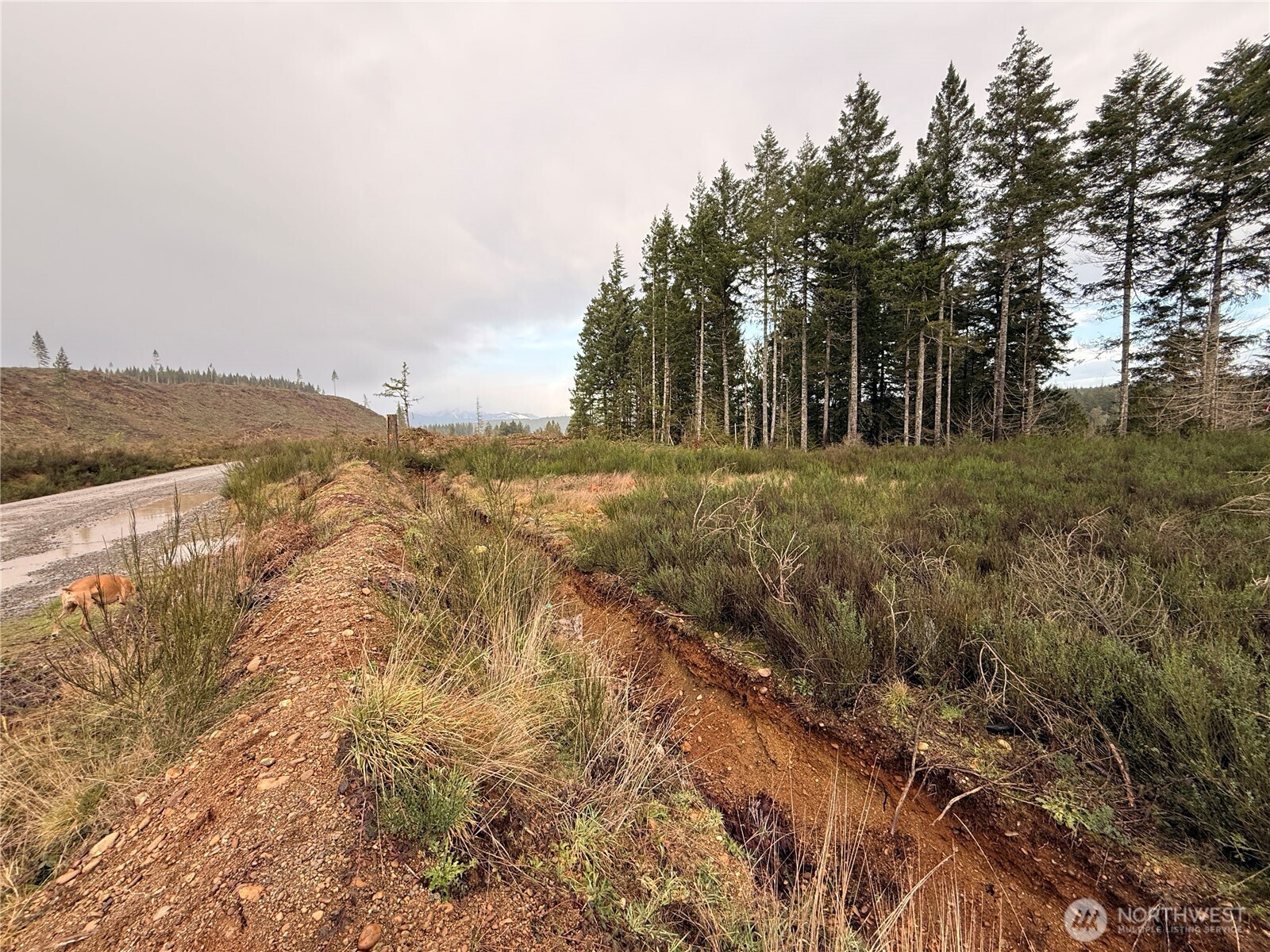 1-xx West California Road Shelton, WA 98584 - Photo 2 of 14 a view of a field with trees in the background