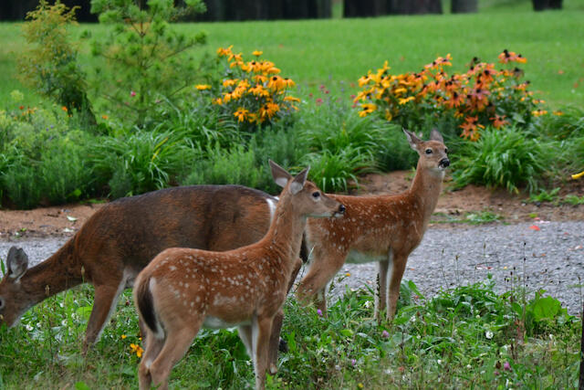 3788 Mast Road Fairview, MI 48621 - Photo 17 of 114 DSC_3724