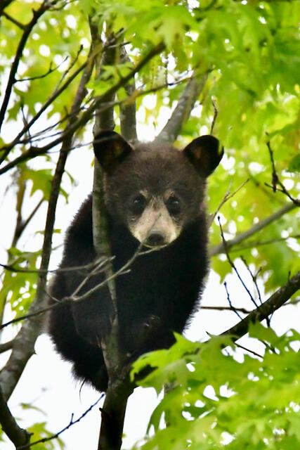 3788 Mast Road Fairview, MI 48621 - Photo 18 of 114 DSC_3776