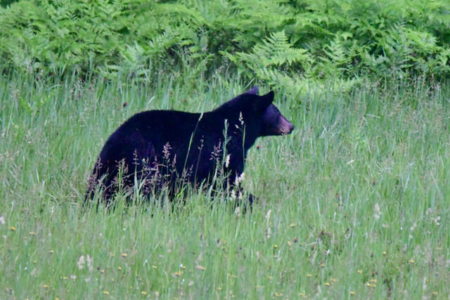 3788 Mast Road Fairview, MI 48621 - Photo 19 of 114 DSC_4202
