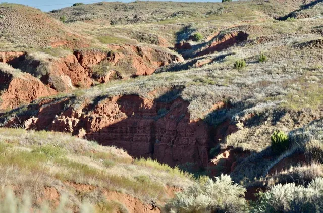 a view of a dry field with trees in background