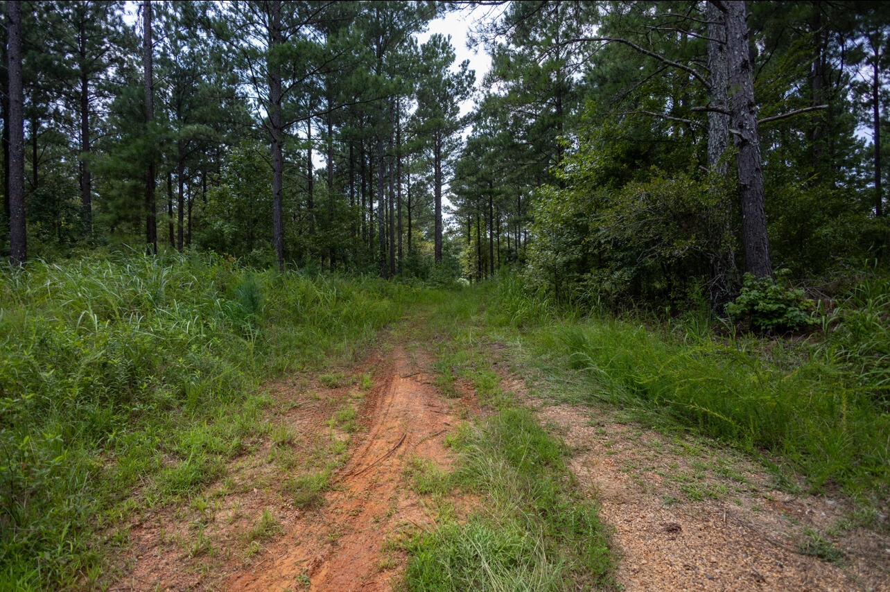 0 Roland Avenue Johnston, SC 29832 - Photo 10 of 10 IMG_6154