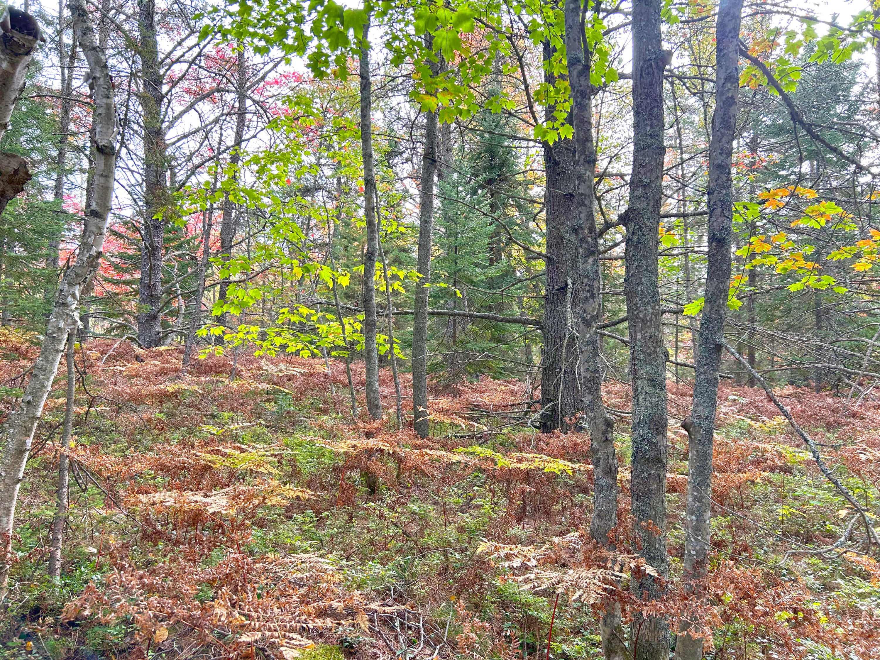 14659 North Whitefish Point Road Paradise, MI 49768 - Photo 8 of 14 Gallery Image 8