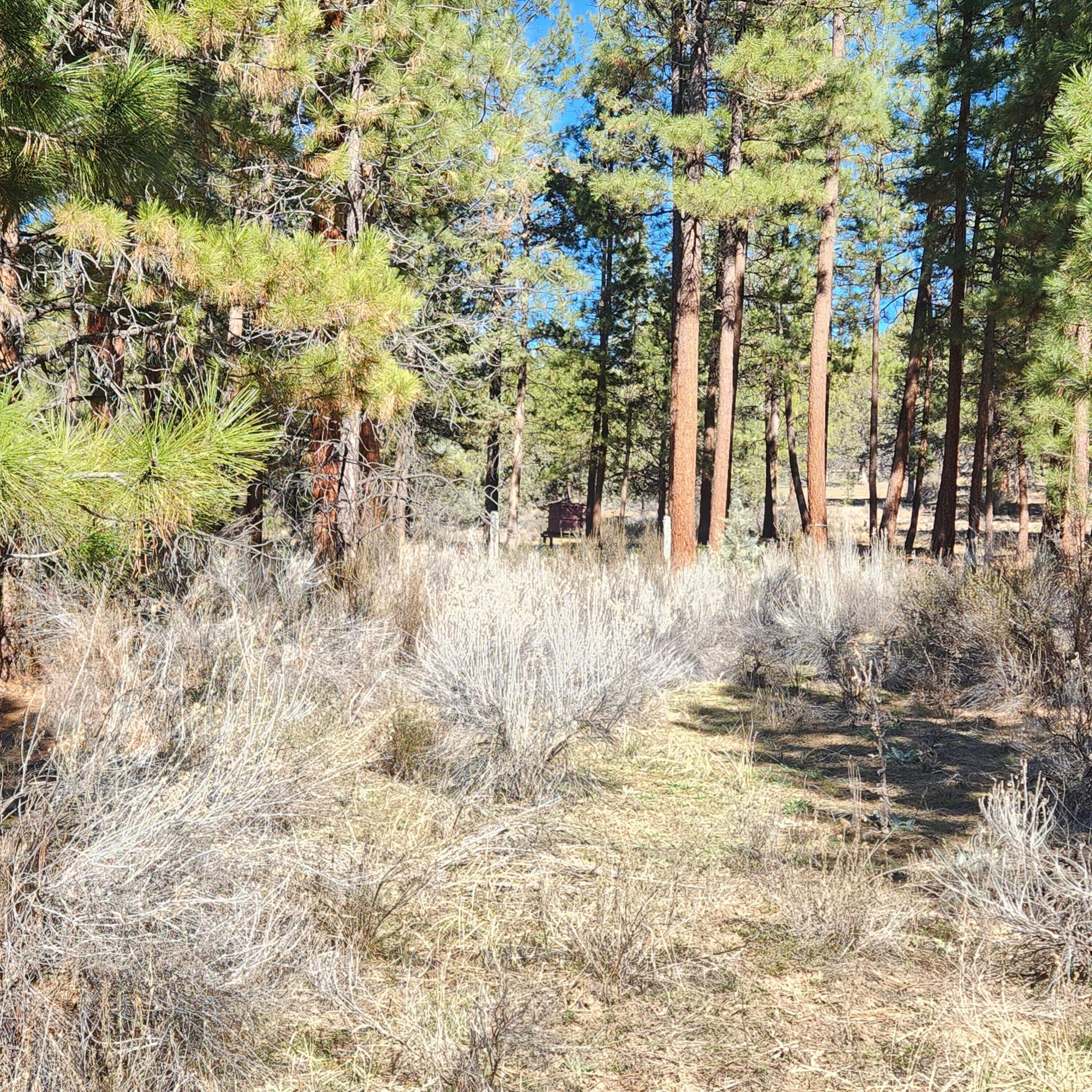 Moccasin Lane Chiloquin, OR 97624 - Photo 13 of 21 a view of a yard with trees