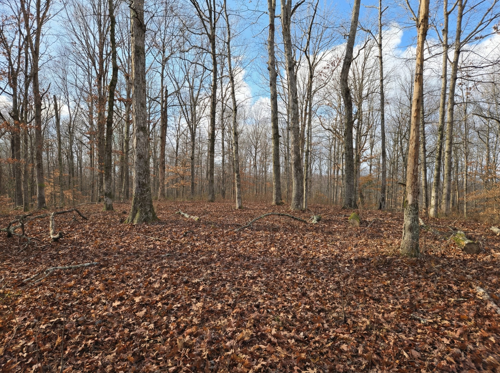 0 Havenwood Road McEwen, TN 37101 - Photo 3 of 7 a view of a backyard