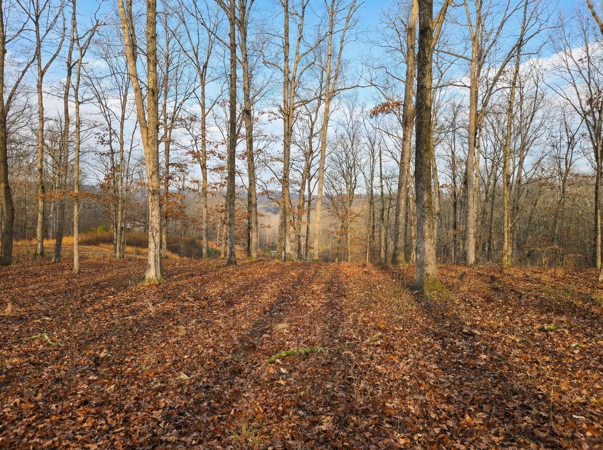 0 Havenwood Road McEwen, TN 37101 - Photo 4 of 7 a view of a backyard
