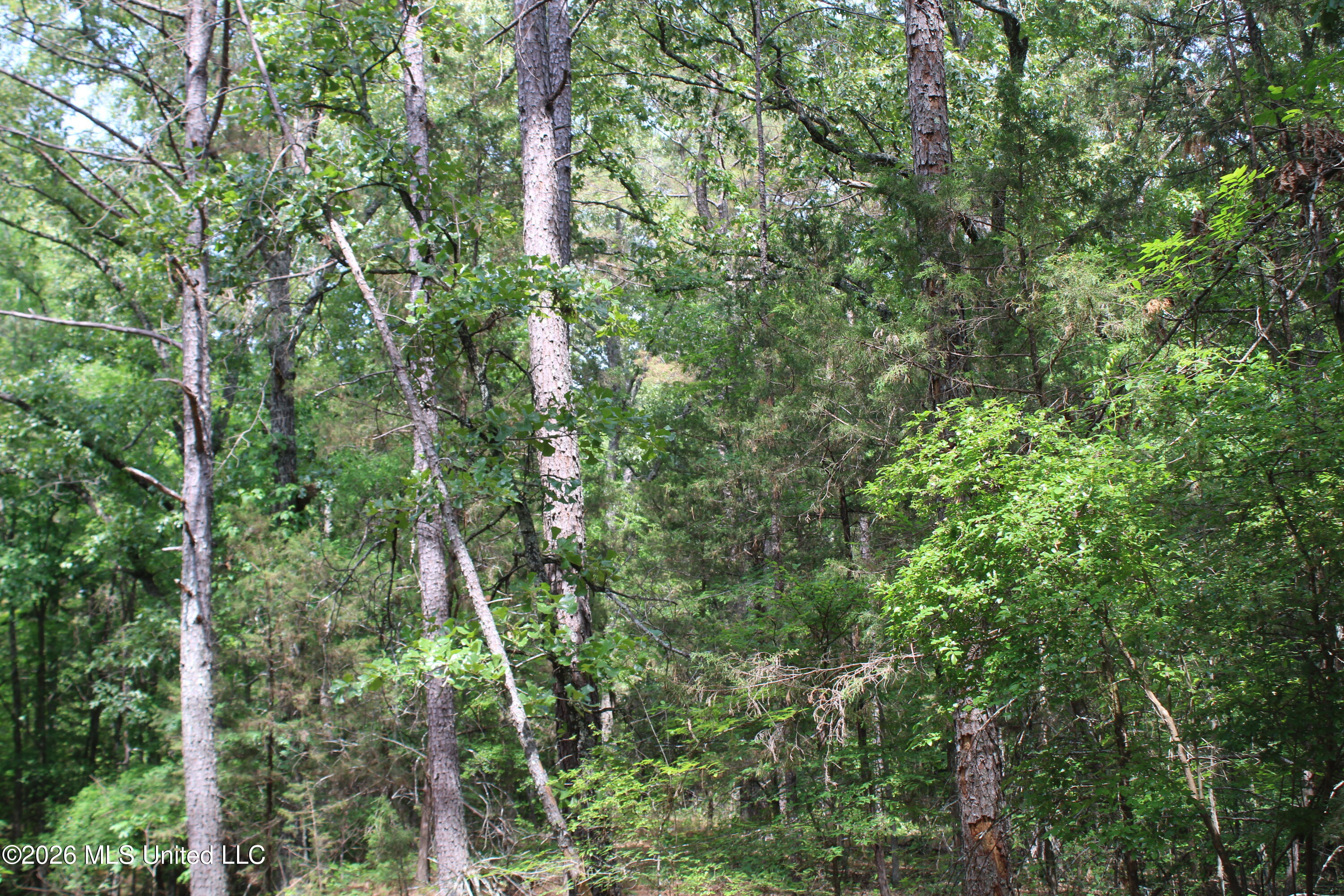 500 Boswell Road Holly Springs, MS 38635 - Photo 21 of 23 IMG_7809