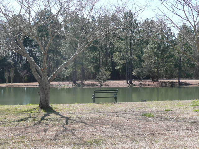 7 Peter Collinson Road Santee, SC 29142 - Photo 14 of 17 Restful Pond