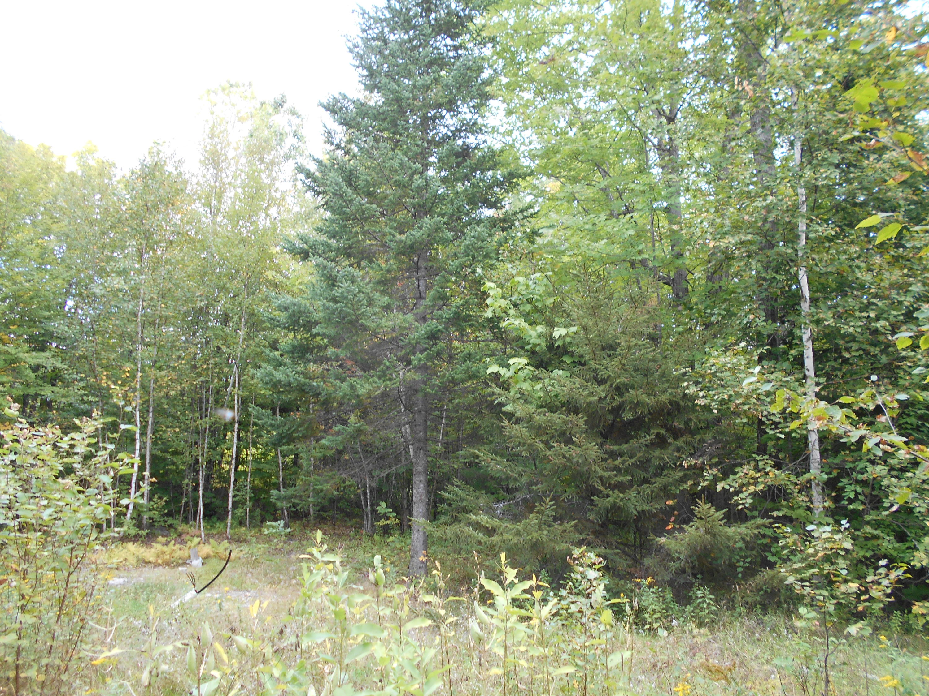 103 Atkinson Road Bradford, ME 04410 - Photo 2 of 7 DSCN4657